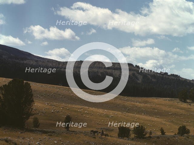 Bands of sheep on the Gravelly Range at the foot of Black Butte, Madison County, Montana, 1942. Creator: Russell Lee.