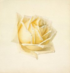 Study of a Rose, c1898. Creator: Paul de Longpré.