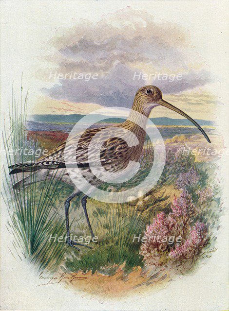 'Curlew - Numen'ius arqua'ta', c1910, (1910). Artist: George James Rankin.