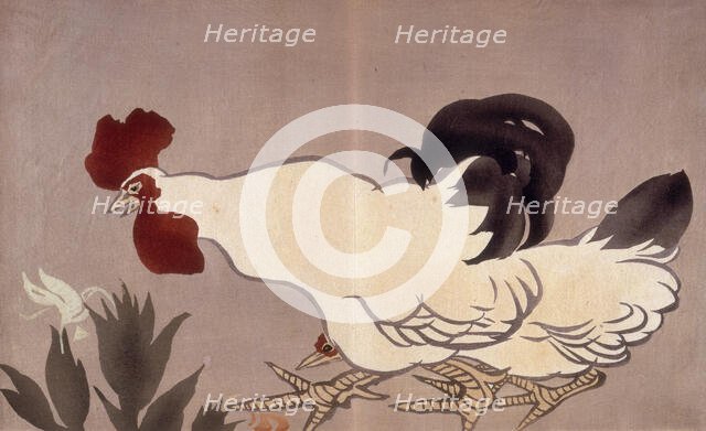 A cockerel. Creator: Anon.