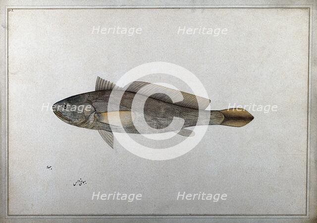 Fish, 1777-1783. Creator: Bhawani Das.