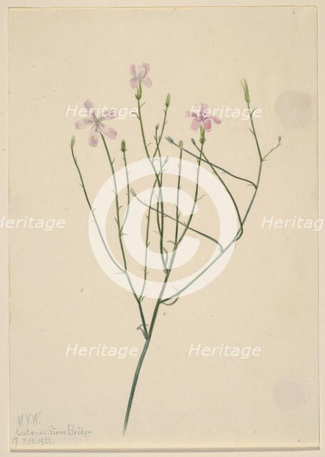 Skeleton Flower (Lygodesmia juncea), 1923. Creator: Mary Vaux Walcott.