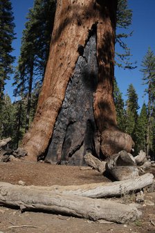 Mariposa Grove, Yosemite, California, USA, 2022. Creator: Ethel Davies.