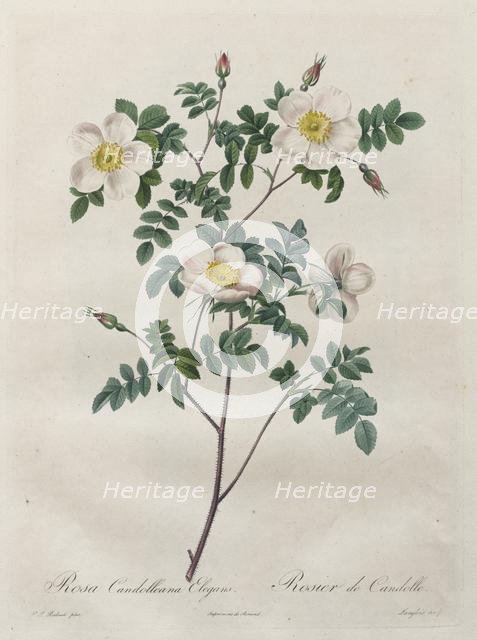 Les Roses: Rosa Candolleana Elegans, 1817-1824. Creator: Henry Joseph Redouté (French, 1766-1853).