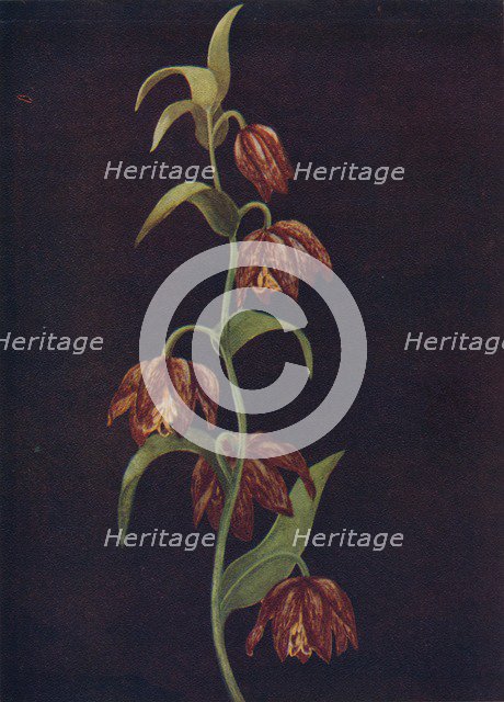 'Mission Bells',  c1915, (1915). Artist: Emma Graham Clock.