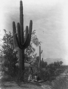 The saguaro harvest-Pima, c1907. Creator: Edward Sheriff Curtis.