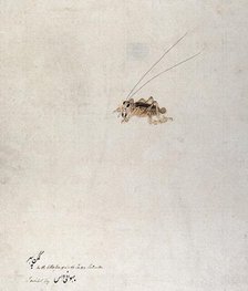 Grasshopper (?), 1777-1783. Creator: Unknown.