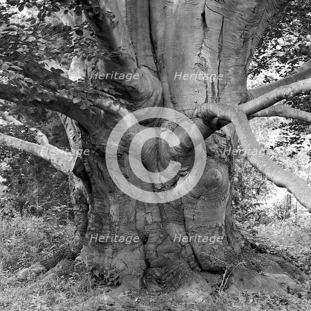 Beech, Lundhurst. Creator: Tom Artin.