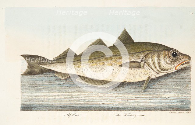 The Whiting, from A Treatise on Fish and Fish-ponds, pub. 1832 (hand coloured engraving)