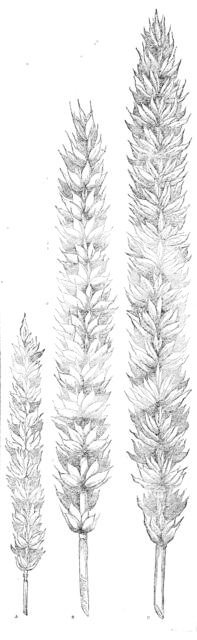 Hallett's pedigree nursery wheat, 1862. Creator: Unknown.