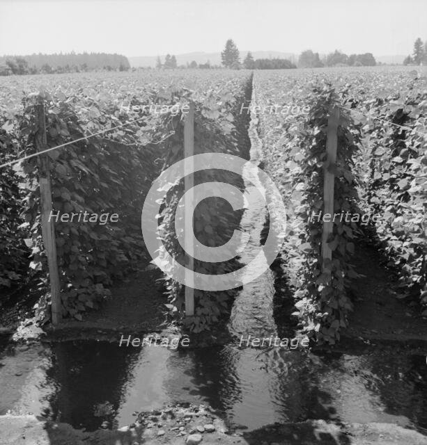 Beanfield showing irrigation, near West Stayton, Marion County, Oregon, 1939. Creator: Dorothea Lange.