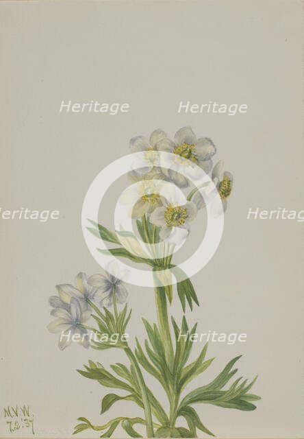 Anemone (Anemone zephyra), 1937. Creator: Mary Vaux Walcott.