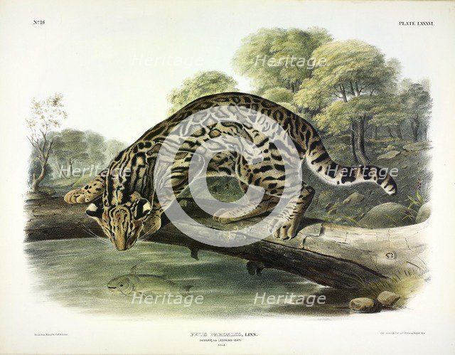 Ocelot, Felis Pardalis, 1845.