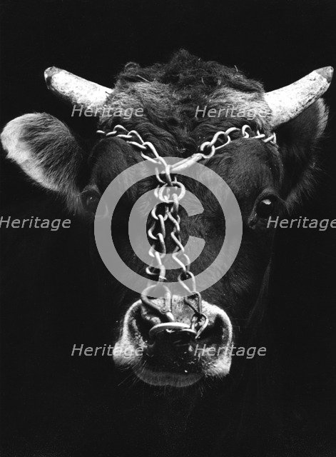 Chained bull.