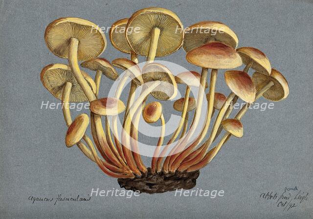 Sulphur tuft fungus (Hypholoma fasciculare), 1892. Creator: Unknown.