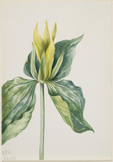 Wake-Robin (Trillium underwoodii), 1937. Creator: Mary Vaux Walcott.