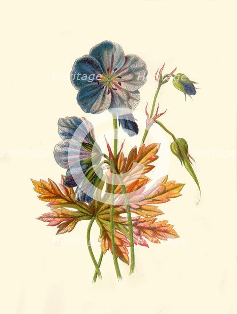 'Meadow Crane's-Bill', 1877. Creator: Frederick Edward Hulme.