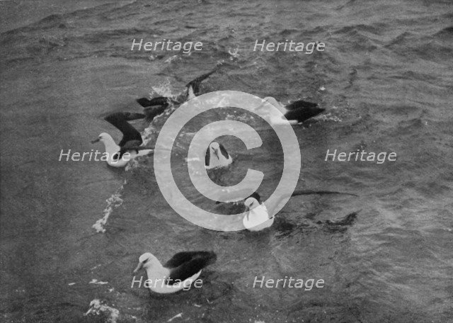 'Albatrosses Foraging in the Wake of the 'Terra Nova', c1910–1913, (1913). Artist: Herbert Ponting.