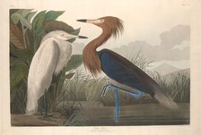 Purple Heron, 1835. Creator: Robert Havell.