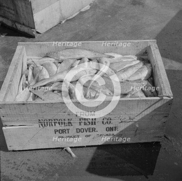 A box of fish shipped from Port Dover, Ontario, New York, 1943. Creator: Gordon Parks.