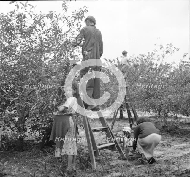 Cherry pickers near Millville, New Jersey, 1936. Creator: Dorothea Lange.