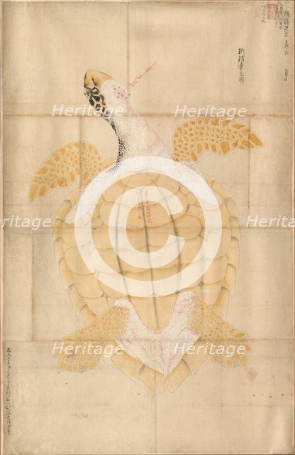 Tortoise, 18th century. Creator: Unknown.