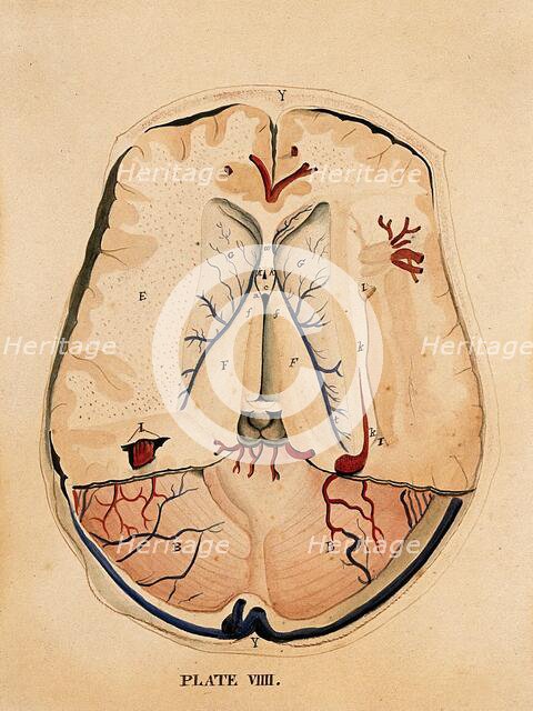 Brain: horizontal section, 1820-1827. Creator: William Home Lizars.
