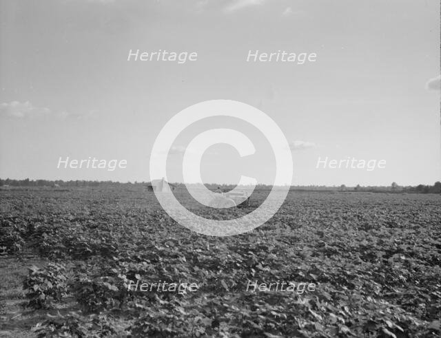 Houses dot the fields, abandoned, Aldridge Plantation near Leland, Mississippi, 1937. Creator: Dorothea Lange.
