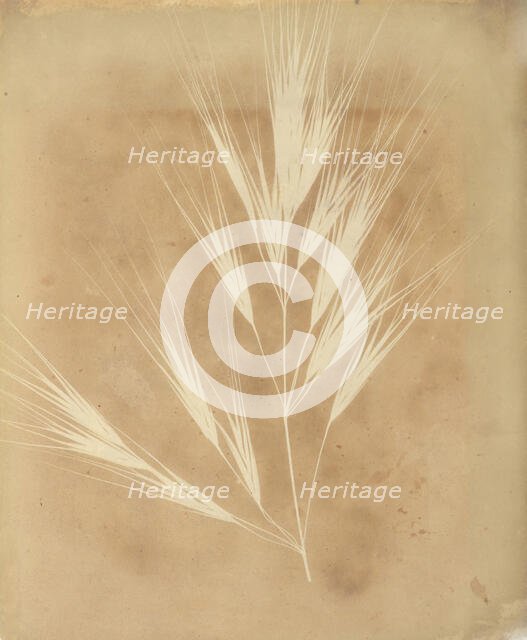 Bromus Maximus, Genoa, 1839. Creator: William Henry Fox Talbot.