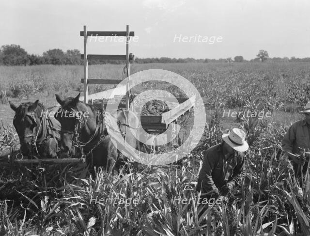 Harvesting milo maize, Tulare County, California, 1938. Creator: Dorothea Lange.