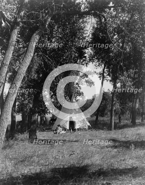 Camp in the cottonwoods-Cheyenne, c1910. Creator: Edward Sheriff Curtis.