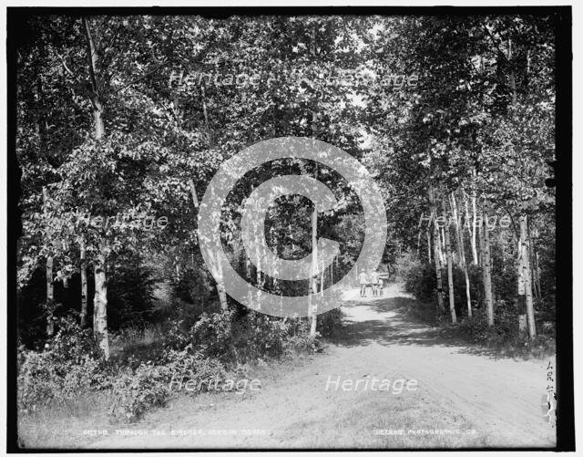 Through the birches, Harbor Beach, between 1890 and 1901. Creator: Unknown.