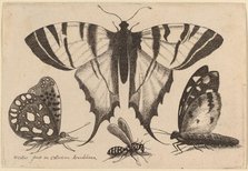 Three Butterflies and a Wasp, 1646. Creator: Wenceslaus Hollar.