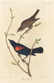 Prairie Starling, 1838. Creator: Robert Havell.