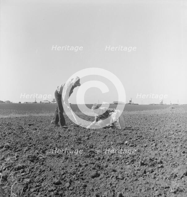 Father and son planting potatoes, outskirts of Salinas, California, 1939. Creator: Dorothea Lange.