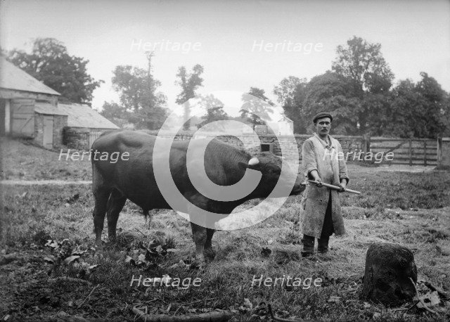 A bull near Charwelton Manor House, Charwelton, Northamptonshire, c1896-c1920. Artist: Alfred Newton & Sons