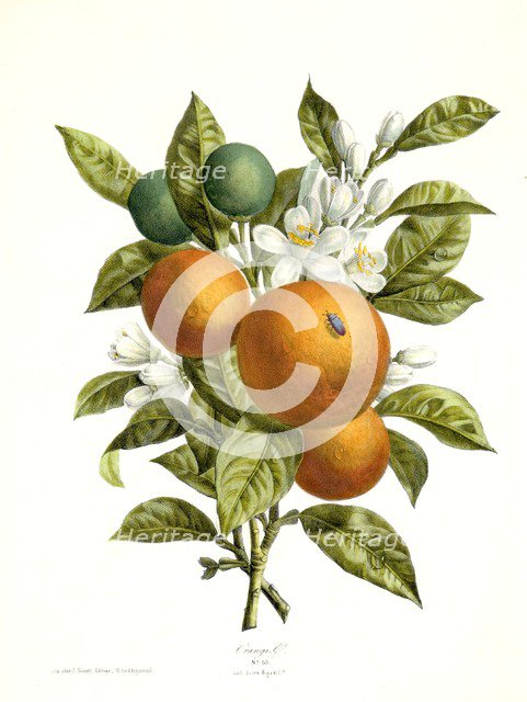Citrus aurantiacus (Orange), 1730-1770. Creator: Georg Dionysius Ehret.