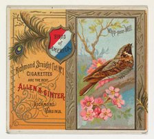 Whip-poor Will, from the Birds of America series (N37) for Allen & Ginter Cigarettes, 1888. Creator: Allen & Ginter.