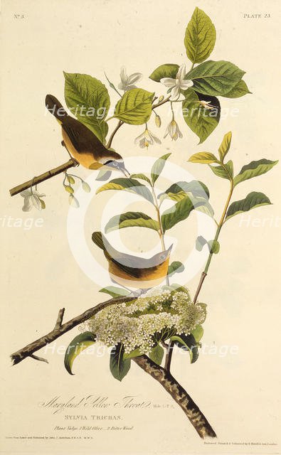 The Maryland Yellowthroat. From "The Birds of America", 1827-1838. Creator: Audubon, John James (1785-1851).
