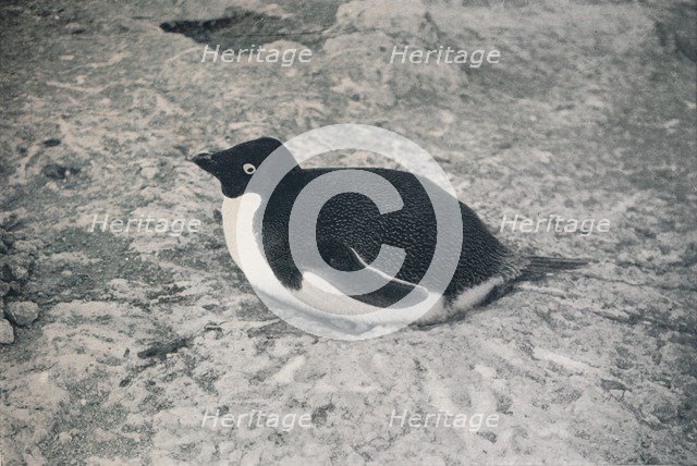 'This One Hasn't.', c1911, (1913). Artist: Herbert Ponting.