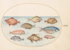 Animalia Aqvatilia et Cochiliata (Aqva): Plate XVIII, c. 1575/1580. Creator: Joris Hoefnagel.