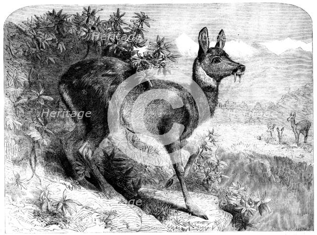 The musk deer, 1862.  Creator: Pearson.