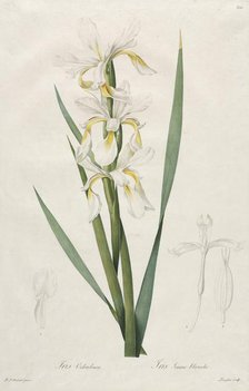 Gold-banded Iris, 1812. Creator: Henry Joseph Redouté (French, 1766-1853).