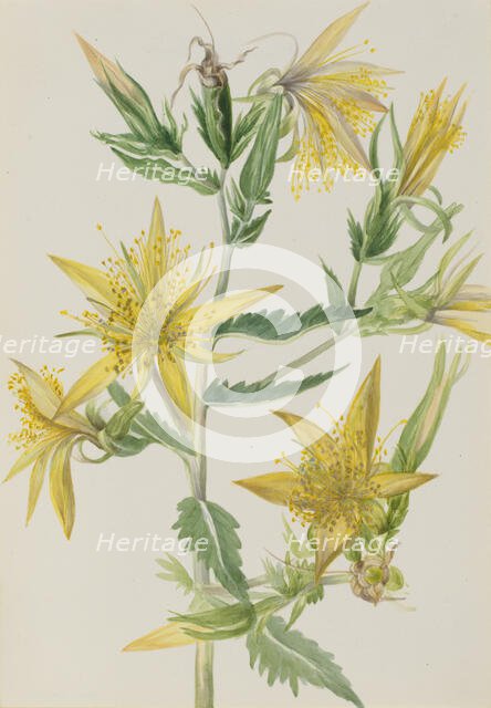 Blazing Star (Mentzelia laevicaulis), ca. 1930s. Creator: Mary Vaux Walcott.