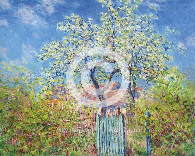 Poirier en Fleurs (Pear Tree in Blossom), 1885. Creator: Monet, Claude (1840-1926).