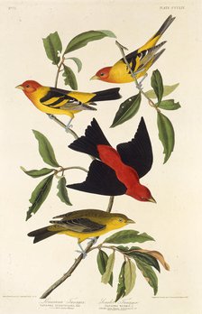 Western tanager. Scarlet tanager. From "The Birds of America", 1827-1838. Creator: Audubon, John James (1785-1851).