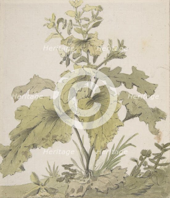 Study of a Plant, 1712-74. Creator: Christian Wilhelm Ernst Dietrich.