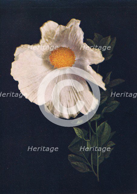 'Matilija Poppy',  c1915, (1915). Artist: Emma Graham Clock.