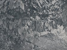 'Cacao Tree', 1924. Artist: J.S Fry & Sons.