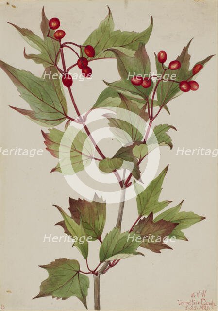 Cranberrybush (Viburnum pauciflorum), 1923. Creator: Mary Vaux Walcott.